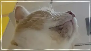 Treatment of acne on the cat's chin [ENG SUB]