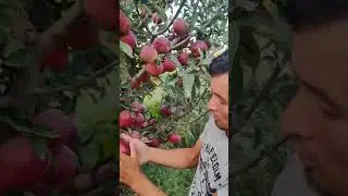 Крепсон Олма боги кучатидан бор мурожат учун АСАДБЕК тел+998910408084