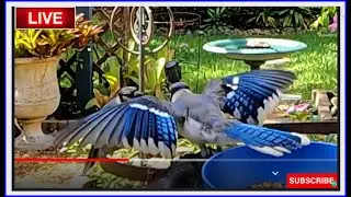Get Your Garden Bird Ready