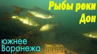 Рыбы реки Дон южнее Воронежа