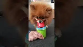 Stacking Cups By John Lewis Dog Jane