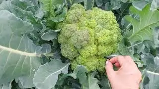 Купили Дачу/Все заросло травой