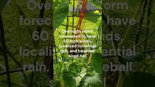 Wind Protection for Melons on Trellis