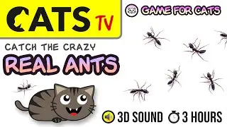 GAME FOR CATS - CRAZY Real ANTS 🐜 60FPS - 3 HOURS [CATS TV]