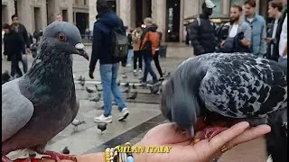MILAN ITALY -DUOMO CATHEDRAL SQUARE