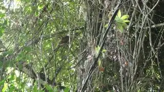 Wild anteater in Costa Rica at Carara National Forest