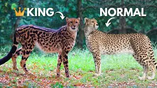 How Rare Is The King Cheetah?