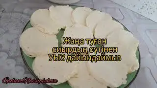 Жаңа туған сиырдың сүтінен УЫЗ жасаймыз.