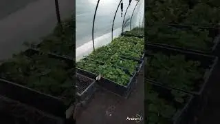 Клубника 2 октября
