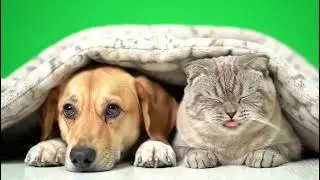 Cat and Dog Cuddling Under Blanket – Green Screen 4k