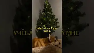 УЧЕБА СЛОМАЛА МНЕ ЖИЗНЬ #корги #коргиспб #коргипемброк