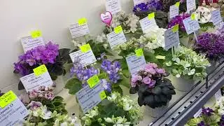 Выставка фиалок «Весенний Подарок» с 19 по 29 апреля 2024. Миниатюры. Москва