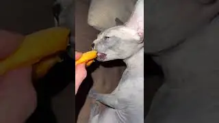 А вы персики любите?! #shortsvideo #sphynx #hairlesscat #cute #funny #cat #meow #сфинкс