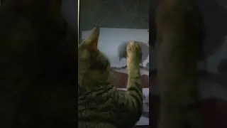 Cute cat attack🎬🔥 #videoediting #funny #cat #bird #aftereffects #vfx #blender #4k