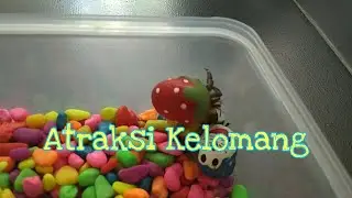 KELOMANG ATRAKSI