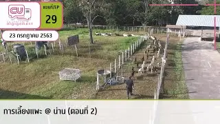 การเลี้ยงแพะ @ น่าน (ตอนที่ 2) | EP.29 | CU Channel Engagement
