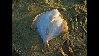 Sea fishing from the shore. Flounder fishing in Zatoka, Odessa region.