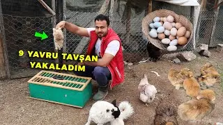 Tavşan Yavrularını Yakaladım - ÇOK SİNİRLENDİM ! - Yumurtaları Topladım -Kümes Çatısına İzocam Attık