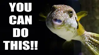 HOW TO set up a saltwater aquarium as easy as a freshwater fish tank