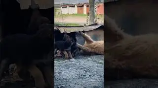 Пузан нянька😂🐶 