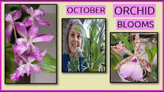 WHAT HAPPENED IN THE ORCHID ROOM IN OCTOBER?