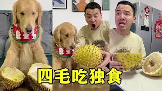 Mao Ba wanted to take durian alone, but was eaten up by four hairs one step ahead and pretended to