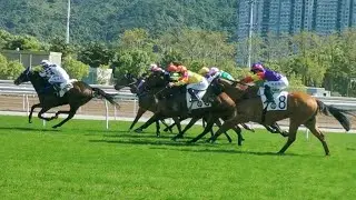 現場觀看賽馬 （香港沙田馬場）