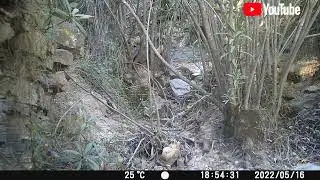 Fototrampeo mayo 2022