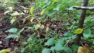 Встреча с грибами