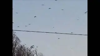 щурки,щурки