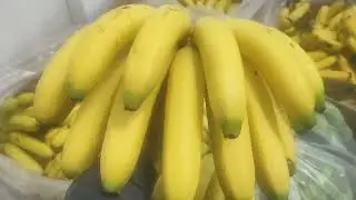 hasil ripening pisang