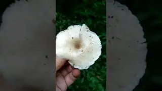 ПИЛОЛИСТНИК ТИГРОВЫЙ И ПОЛИПОРУС КАШТАНОВЫЙ.
