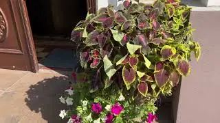 Мої рідні Чернівці