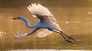 Wonderful cranes and nature. 3 great tricks you should know_Part 2.