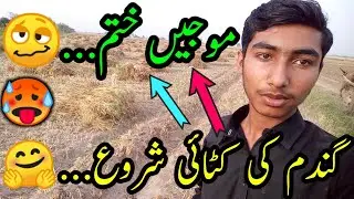 گندم کی کٹائی شروع...🤗 | موجیں ختم...🥴 | کام ہی کام...💥