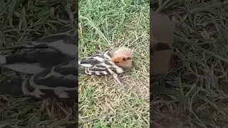 HOOPOE BIRDS STORY #birds #youtubeshorts