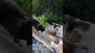 (7) 11 * 82 Что случилось с кошкой Марфушей - она хочет всех объесть NEXT
