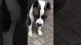 Какой-то шрек 😆