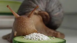 Charming Snail with Juicy Cucumber