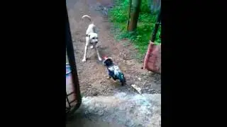 Rooster vs  Dog  who wins