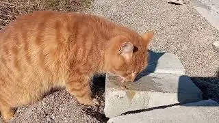 Спас кошечку сегодня.