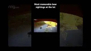 Top 4 most memorable bear sightings at the lot! 