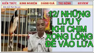 12 Giải đáp về Chim già rừng, chim Tơ, vào Lửa của Chim mới xong Lông