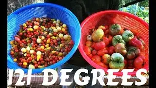 Picking Tomatoes Before Heat Wave