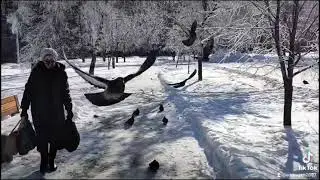 Голубиное царство.