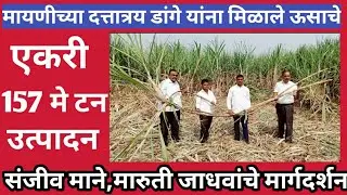 मायणीच्या दत्तात्रय डांगे यांनी घेतले एकरी 157 टनाचे उत्पादन! संजीव माने,मारुती जाधवांचे मार्गदर्शन!