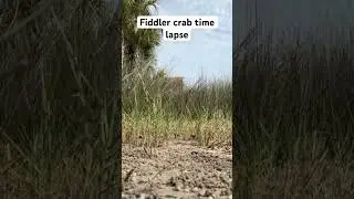 It took 6 minutes for them to come back out of their holes.  #florida #fishing #saltlife