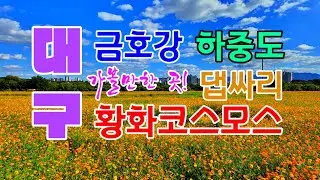 대구 금호강 하중도, 댑싸리와 황화코스모스 개화율은 어느 정도일까