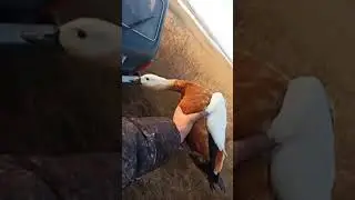 Редчайшая красная утка - огарь