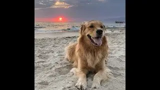 Golden Retriever Digging The Beach (Literally) // Louie Compilation
